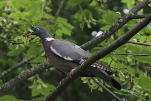 The common wood pigeon (Columba palumbus) is a large species in the dove and pigeon family. It belongs to the genus Columba