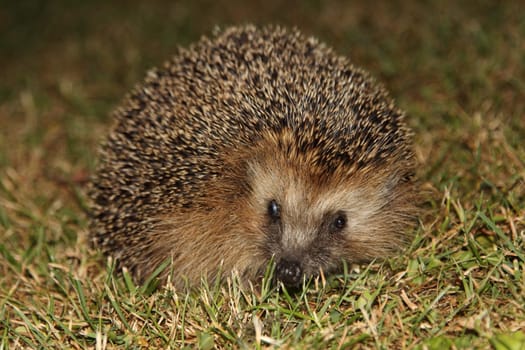The brown-breasted hedgehog (Erinaceus europaeus) is widespread in Central and Western Europe
