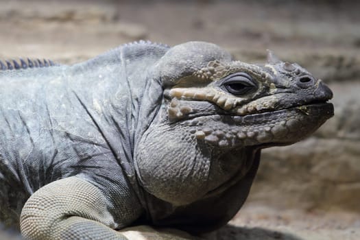 The rhinoceros iguana (Cyclura cornuta) is a threatened species of lizard in the family Iguanidae