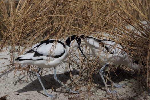 The pied avocet (Recurvirostra avosetta) is a large black and white wader in the avocet and stilt family, Recurvirostridae. They breed in temperate Europe and western and Central Asia.