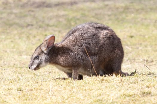 the Parma wallaby (Macropus parma) was first described by British naturalist John Gould in about 1840.