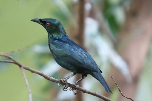 The Asian glossy starling (Aplonis panayensis) is a species of starling in the family Sturnidae