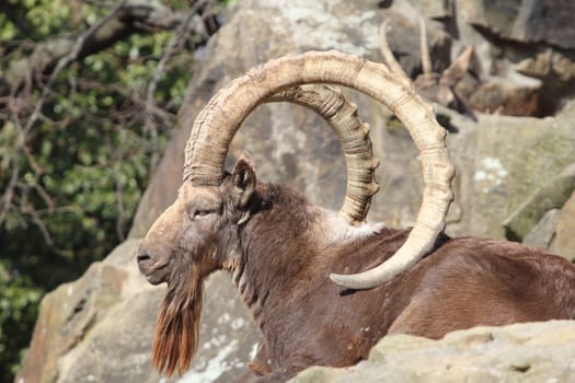 The Siberian ibex (Capra sibirica) is a species of ibex that lives in central Asia. It has traditionally been treated as a subspecies of the Alpine ibex