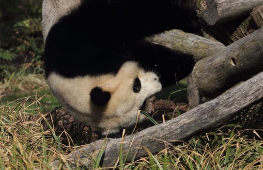 The giant panda (Ailuropoda melanoleuca) also known as panda bear or simply panda, is a bear native to south central China