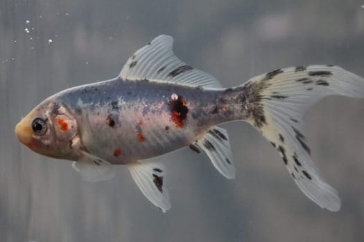 The Shubunkin is a ornamental fish from Japan. The shubunkin is a mix of goldfish, veil tail and koi
