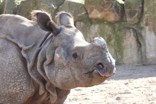 The Indian rhinoceros (Rhinoceros unicornis), also called the greater one-horned rhinoceros and great Indian rhinoceros, is a rhinoceros native to the Indian subcontinent.