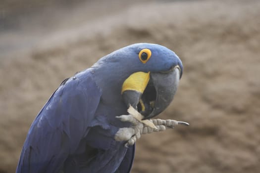The hyacinth macaw (Anodorhynchus hyacinthinus), or hyacinthine macaw, or more commonly called the “Blue macaw” is a parrot native to central and eastern South America