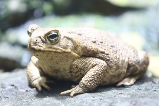 The cane toad (Rhinella marina), also known as the giant neotropical toad or marine toad, is a large, terrestrial true toad native to South and mainland Central America
