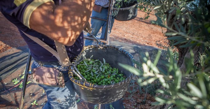 Laborers collecting olives from the branch to the basket. Table olives harvest season scene
