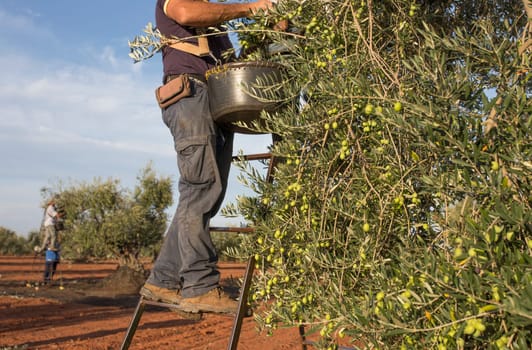 Laborers collecting olives from the branch to the basket. Table olives harvest season scene