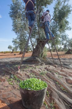 Laborers collecting olives from stepladder. Olives bucket at the forefront