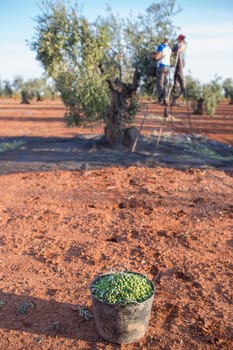 Laborers collecting olives from stepladder. Olives bucket at the forefront