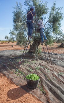 Laborers collecting olives from stepladder. Olives bucket at the forefront