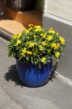 Flowers in a clay flowerpot standing on the street, Germany