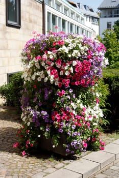 Flowers in a clay flowerpot standing on the street, Germany