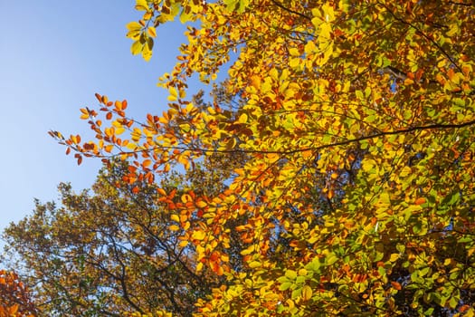 Colorful autumn leaves on a beech tree , Germany