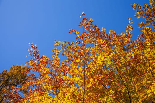 Colorful autumn leaves on a beech tree , Germany