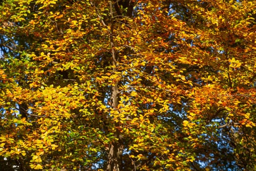 Colorful autumn leaves on a beech tree , Germany