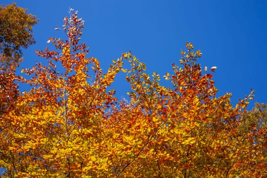 Colorful autumn leaves on a beech tree , Germany