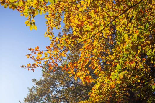 Colorful autumn leaves on a beech tree , Germany