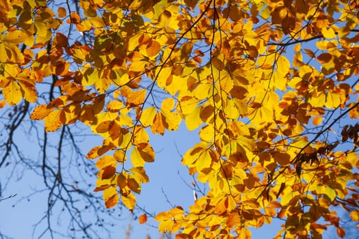 Colorful autumn leaves on a beech tree , Germany