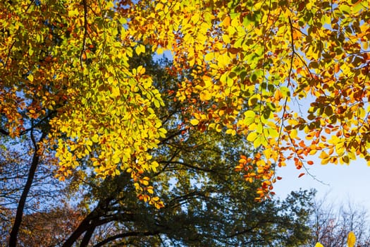 Colorful autumn leaves on a beech tree , Germany