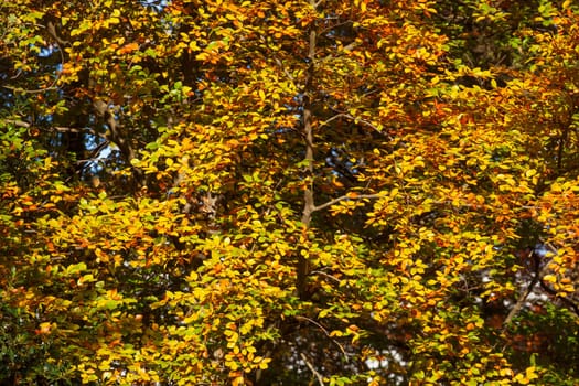 Colorful autumn leaves on a beech tree , Germany