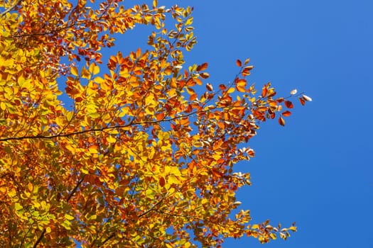 Colorful autumn leaves on a beech tree , Germany