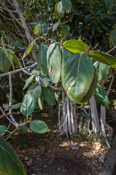Feigenbaum (Ficus magnoliifolia) im Botanischen Garten, Maspalomas, Gran Canaria, Spanien