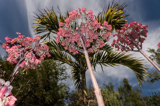 Kalanchoe daigremontiana im botanischen Garten, Maspalomas, Gran Canaria, Spanien