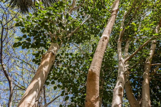 Pappel-Feige (Ficus religiosa) im botanischen Garten, Maspalomas, Gran Canaria, Spanien