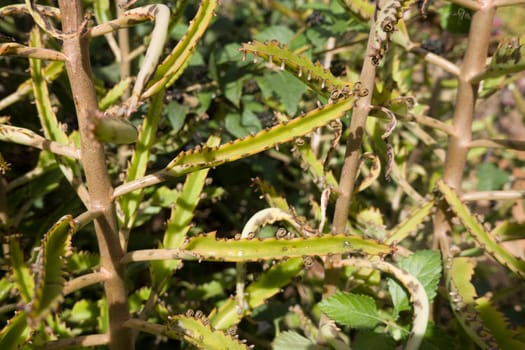 Kalanchoe daigremontiana im botanischen Garten, Maspalomas, Gran Canaria, Spanien