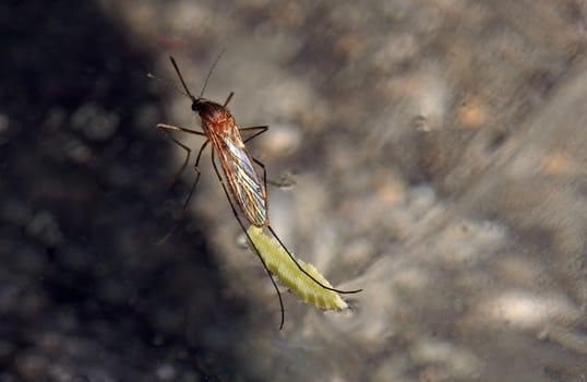 Close-up of a mosquito laying its eggs on the surface of a pond