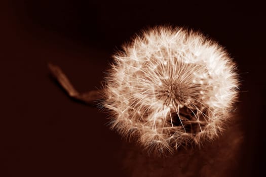 Close-up of a dandelion, a faded dandelion in Peach Fuzz