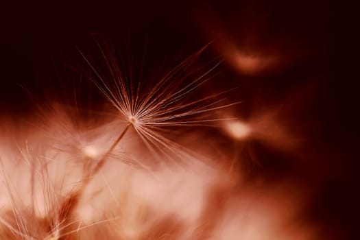 Close-up of a dandelion, a faded dandelion in Peach Fuzz