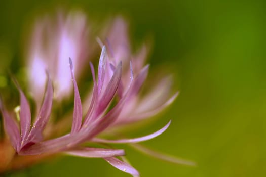 Close-up of the petals of a pink cornflower