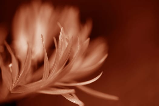 Close-up of the petals of a cornflower in Peach Fuzz