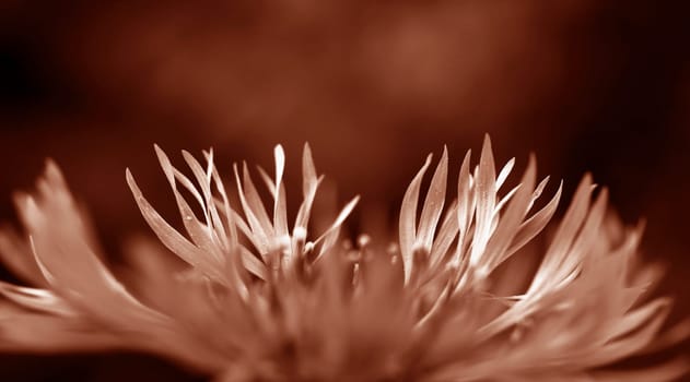 Close-up of the petals of a cornflower in Peach Fuzz