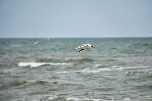 Seagull flies over the Baltic Sea on the coast in front of the beach. Animal photo of a bird.
