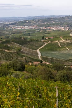 Langhe vineyards near Barolo and La Morra, Unesco Site, Piedmont, Italy