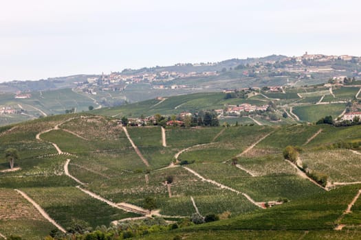 Langhe vineyards near Serralunga d'Alba. Unesco Site, Piedmont, Italy