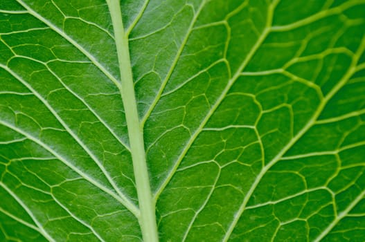 Macro texture of a green tree leaf close-up. Texture or background