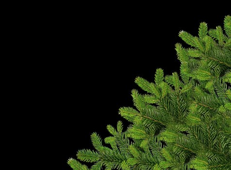 Green branches of a coniferous tree highlighted on a black background with an empty space on the edge for text
