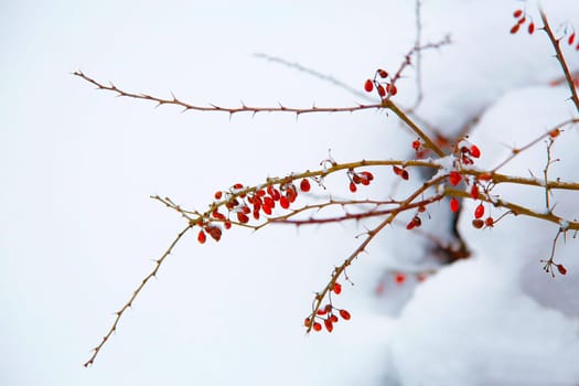 In the winter garden, a barberry branch with red berries on a snowy background