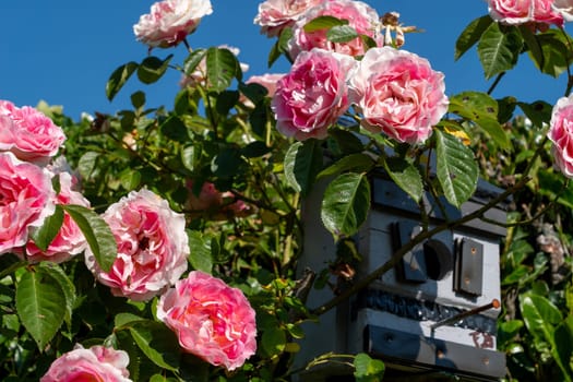 pink roses in the garden, a blue sky