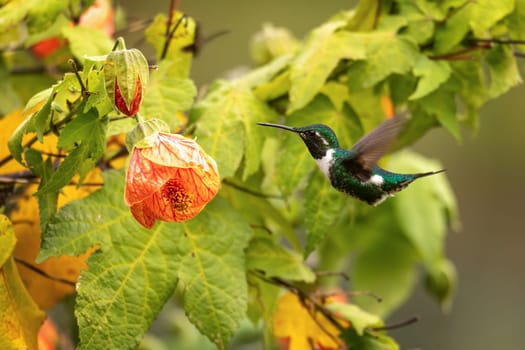 White-bellied woodstar (Chaetocercus mulsant), species of hummingbird in tribe Mellisugini, bee hummingbirds. Valle Del Cocora, Quindio Department. Wildlife and birdwatching in Colombia