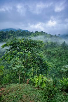 Misty and fogy jungle landscape. Hard trek to hidden ancient ruins of Tayrona civilization Ciudad Perdida in Colombian jungle. Santa Marta, Sierra Nevada mountains, Colombia wilderness.