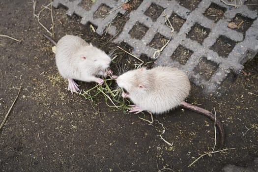 Two albino nutria fed by walkers in a park in Germany