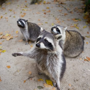 Begging raccoon family on an evening visit to a farm in Germany