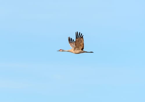 Sand Hill Crane Calling While in Flight Near Kearny, Nebraska